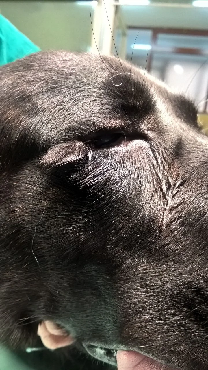 Anteprima di un caso clinico oftalmologico veterinario