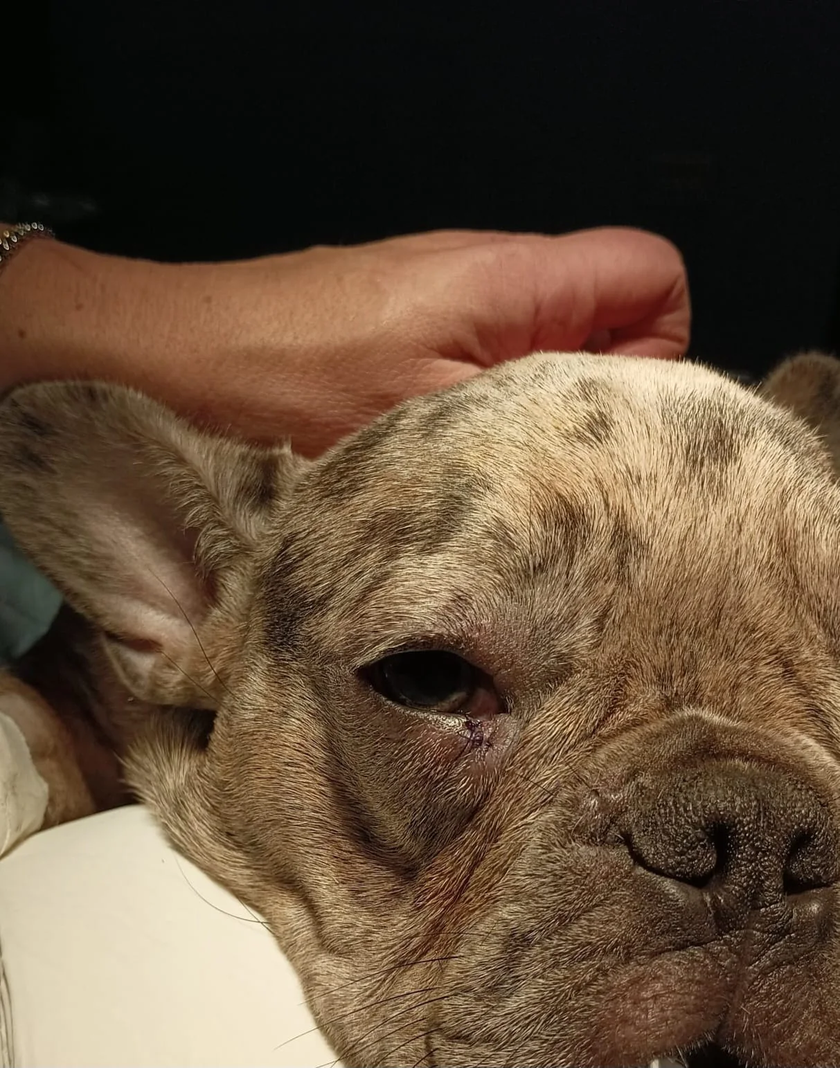 Anteprima di un follow-up oftalmologico veterinario