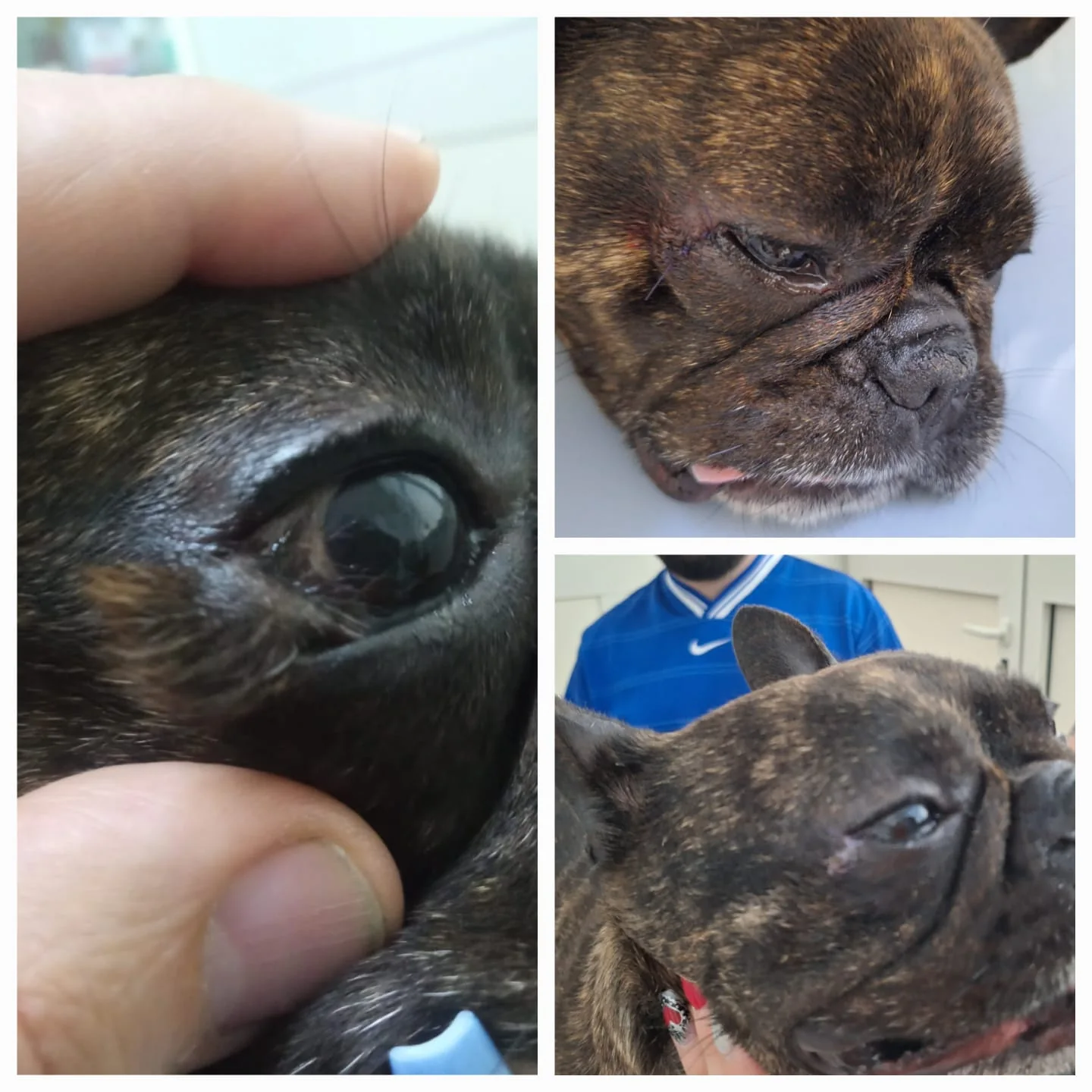 Sequenza fotografica di un percorso clinico oftalmologico veterinario