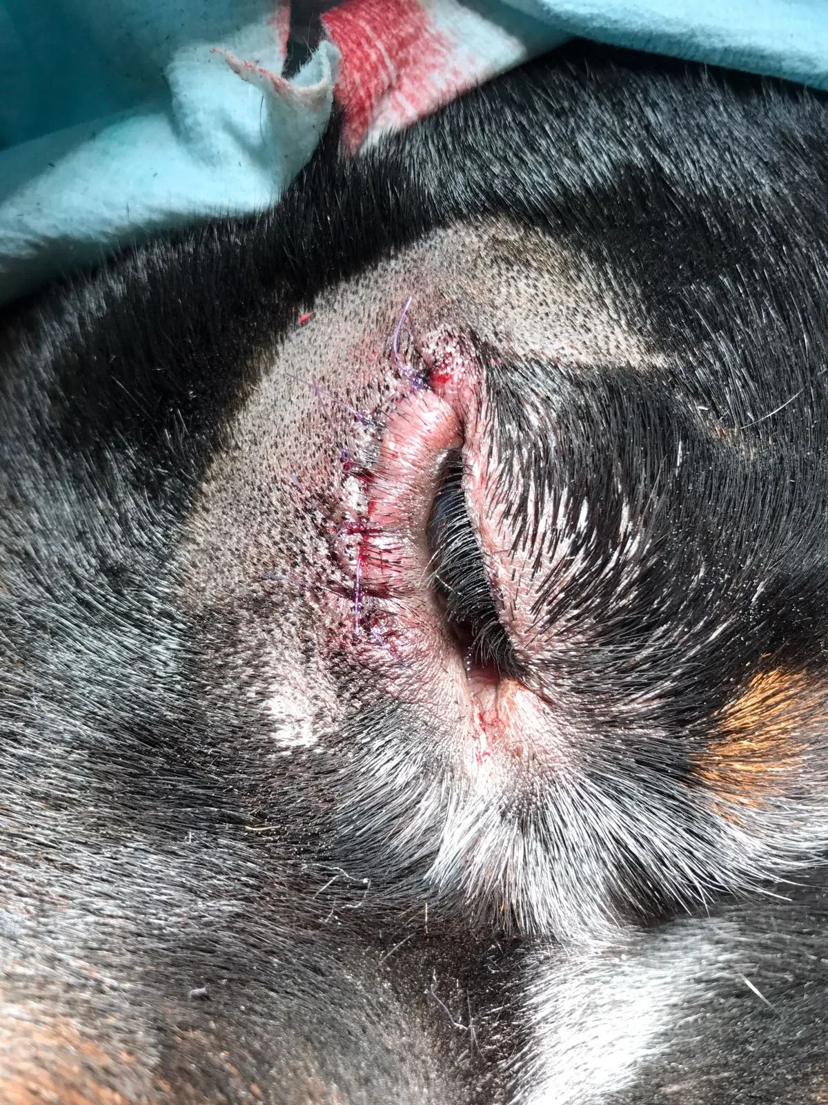 Anteprima di un controllo post-operatorio oftalmologico veterinario