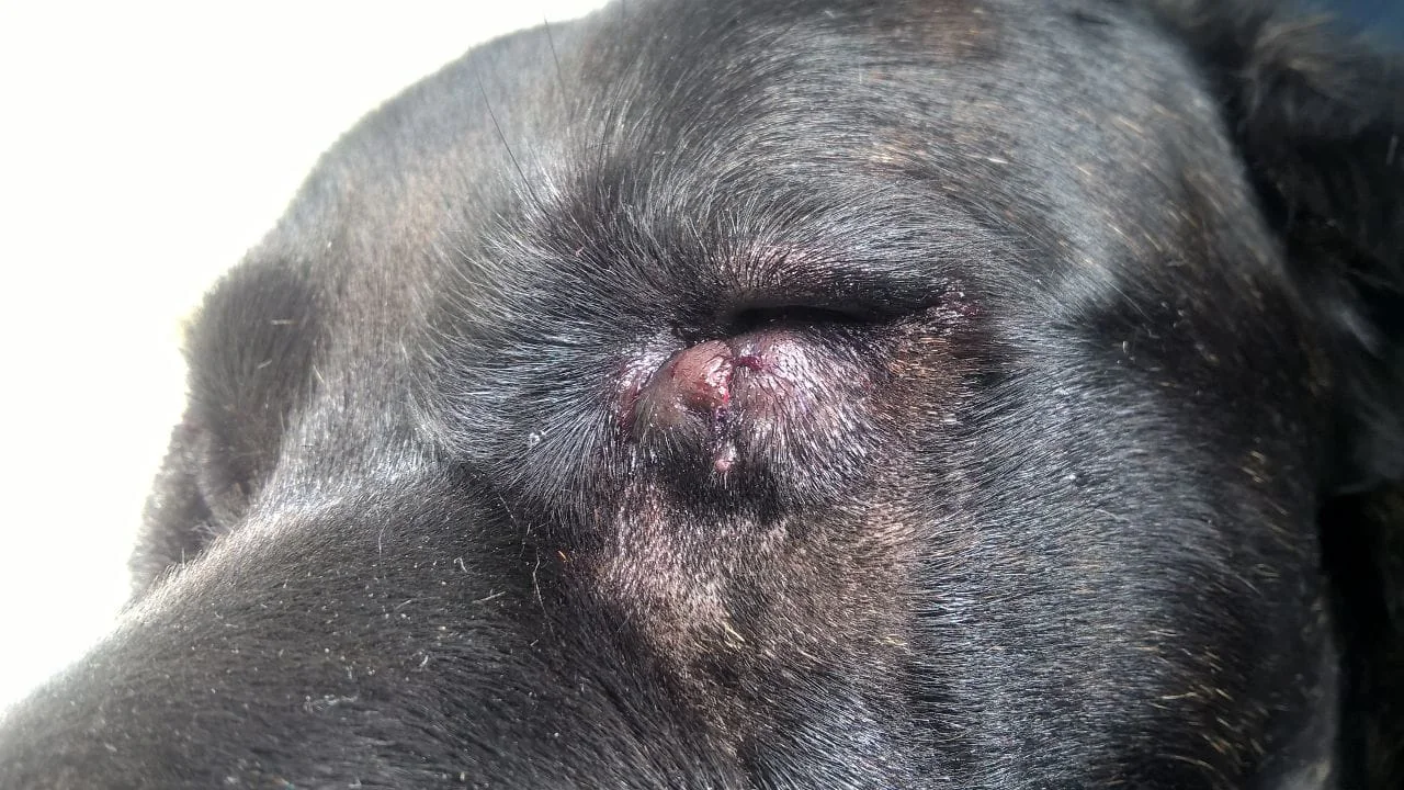 Esame clinico dell’occhio e degli annessi oculari di un cane