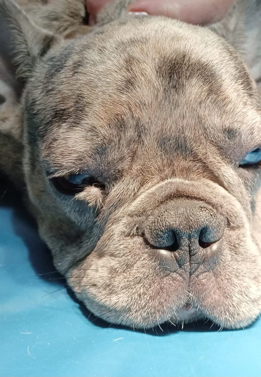 Valutazione palpebrale di un cane
